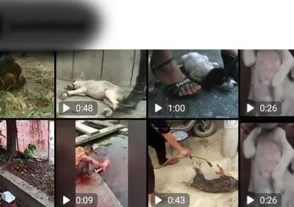 Torture sugli animali in diretta social. Ecco dove si "addestrano" alla violenza i giovanissimi