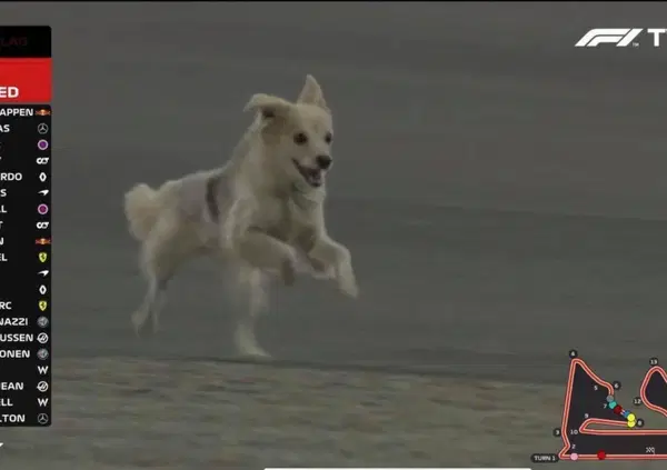 Formula 1: cagnolini in pista! 