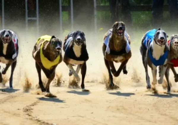 La pista per levrieri maltratta gli animali? ENCI risponde: "Fake news nata per ragioni politiche"