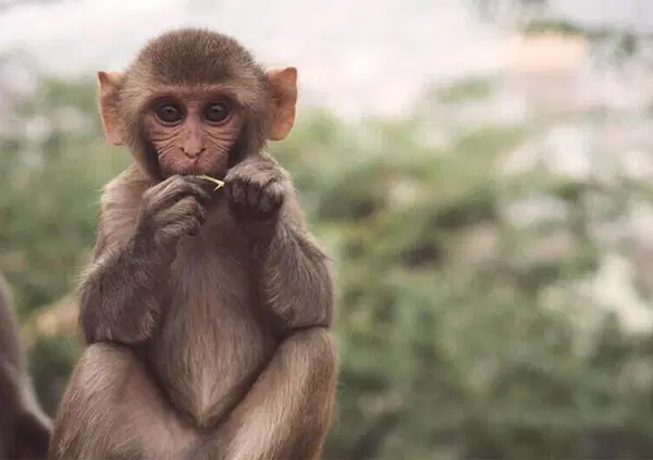 Ok, ma che mincxia &egrave;  il vaiolo delle scimmie? E cosa c'entra Bill Gates? E perch&eacute; Bassetti punta il dito sulla comunit&agrave; gay?