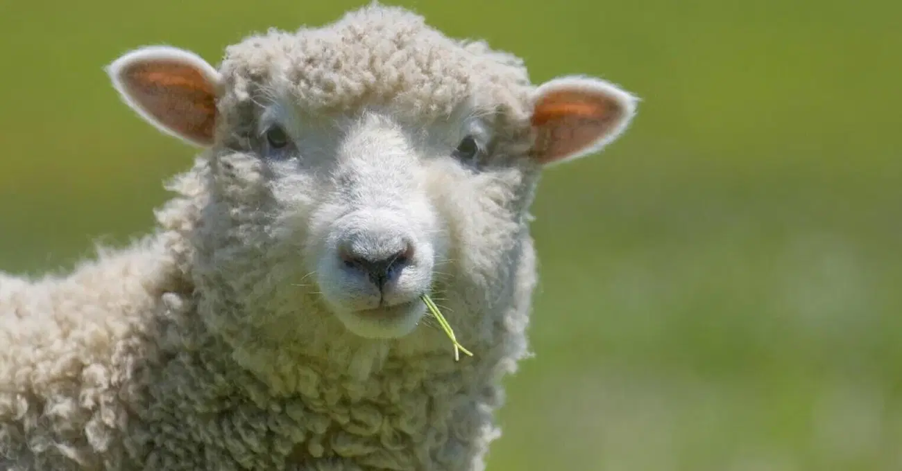 Doggy style? No, grazie! Ecco dov'&egrave; illegale la pecorina: "Per l'uomo &egrave; un suicidio"