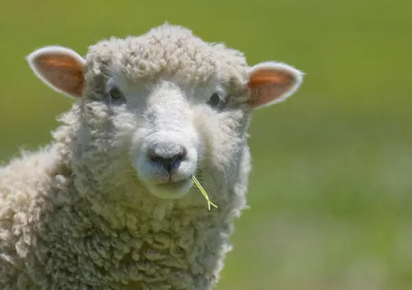 Doggy style? No, grazie! Ecco dov'&egrave; illegale la pecorina: "Per l'uomo &egrave; un suicidio"