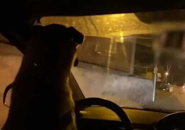 [VIDEO] Fa guidare l'auto al proprio cane e finisce in manette