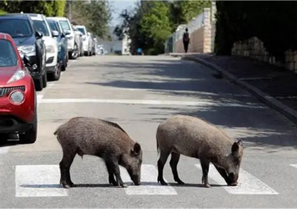 Gruppo di cinghiali a spasso su Lungotevere, Emma D'Aquino: "Per poco non mi sono schiantata" [VIDEO]