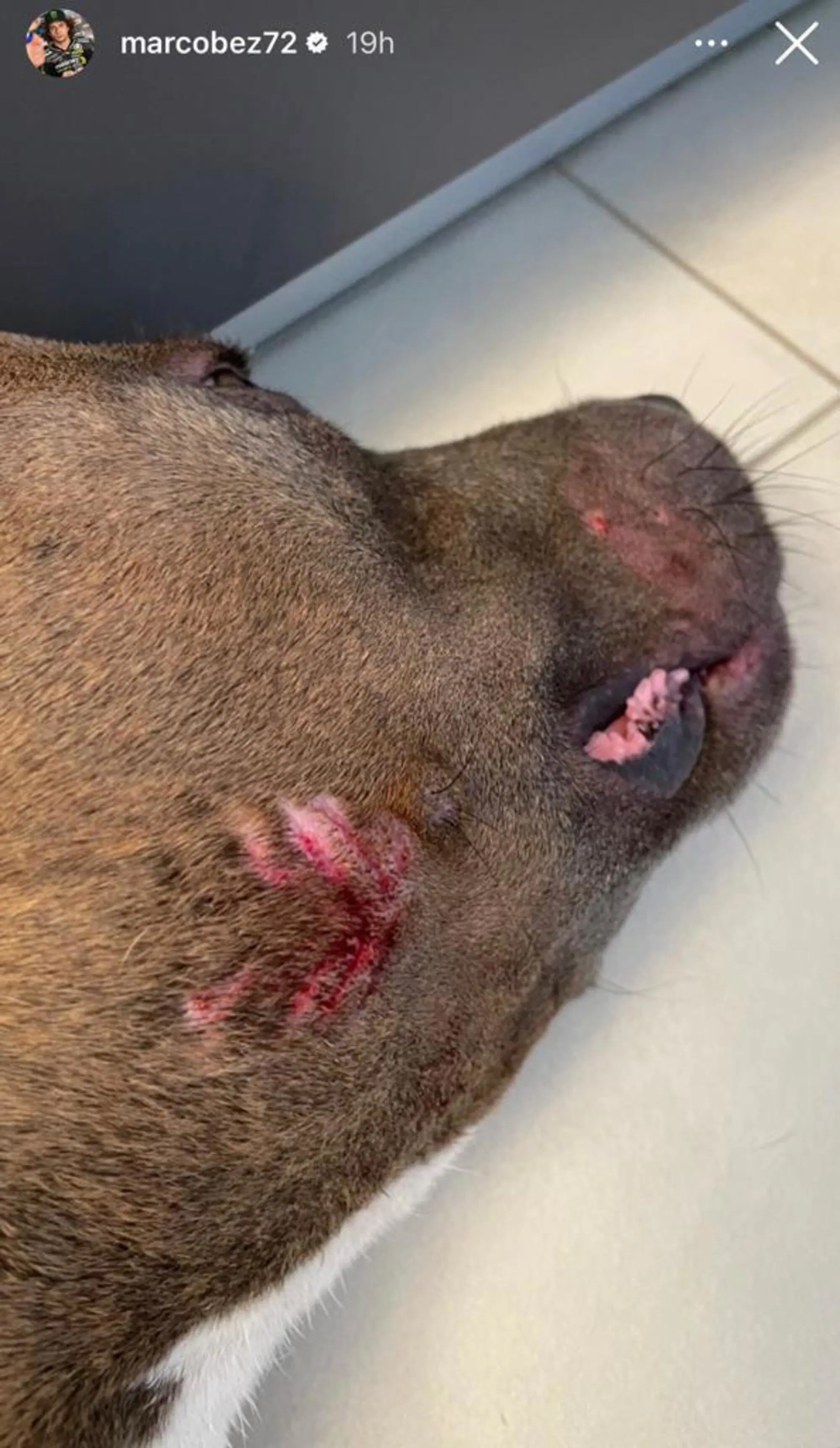 Il pitbull di Marco Bezzecchi