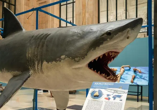 Squali veri e abissi alla stazione del treno: l'esposizione interattiva alla Centrale di Milano