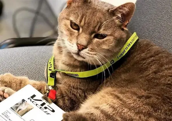 Imola, brutte notizie dall'autodromo: la Formula 1 dice addio a Formulino