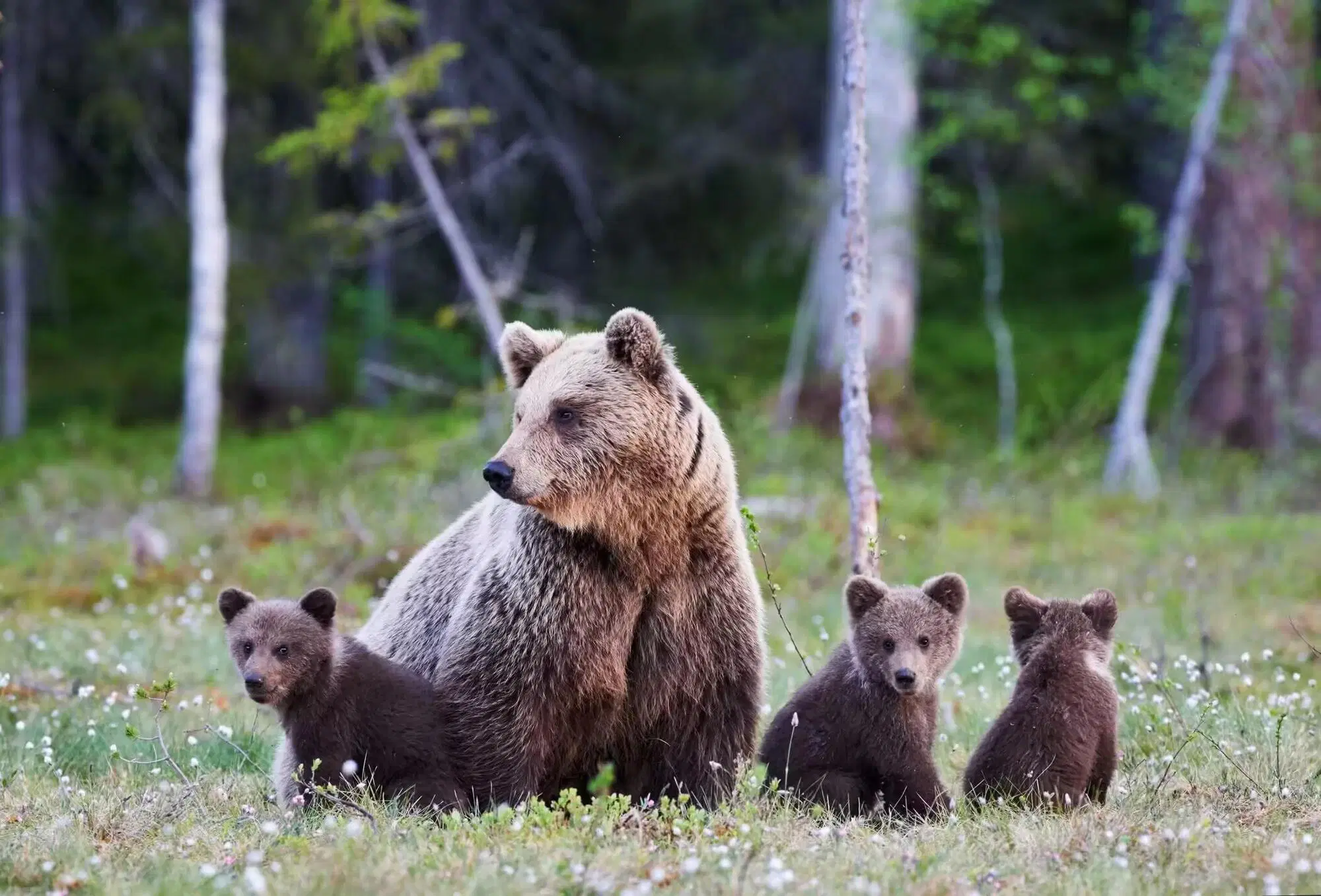 L'orsa Amerena con i suoi cuccioli