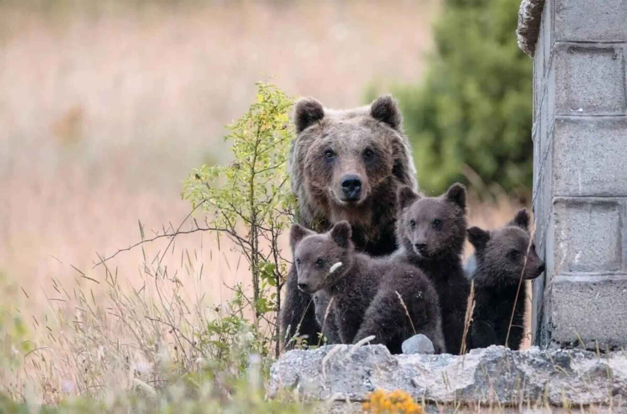 L'orsa Amarena e i suoi cuccioli