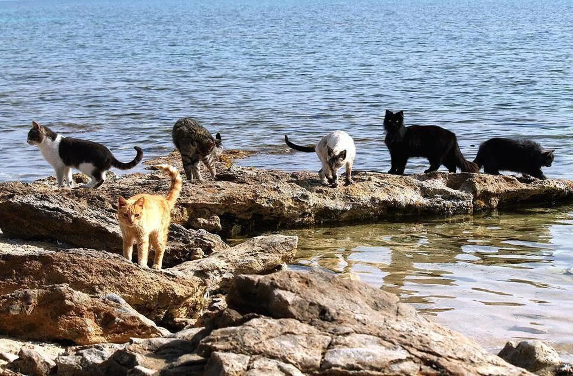 La colonia felina di Su Pallosu in Sardegna