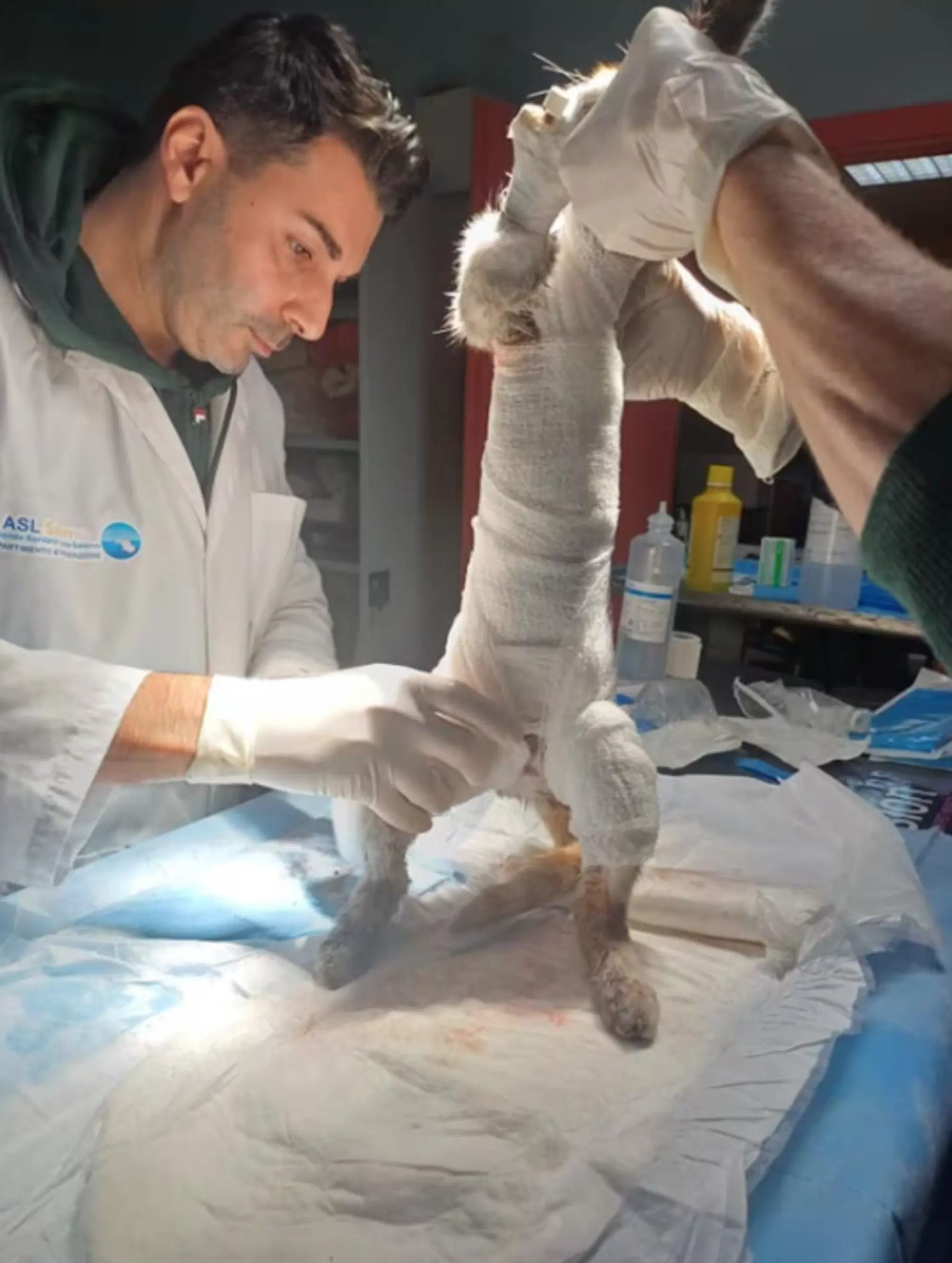 Il gatto durante le cure, foto del Canile Municipale di Cava de' Tirreni