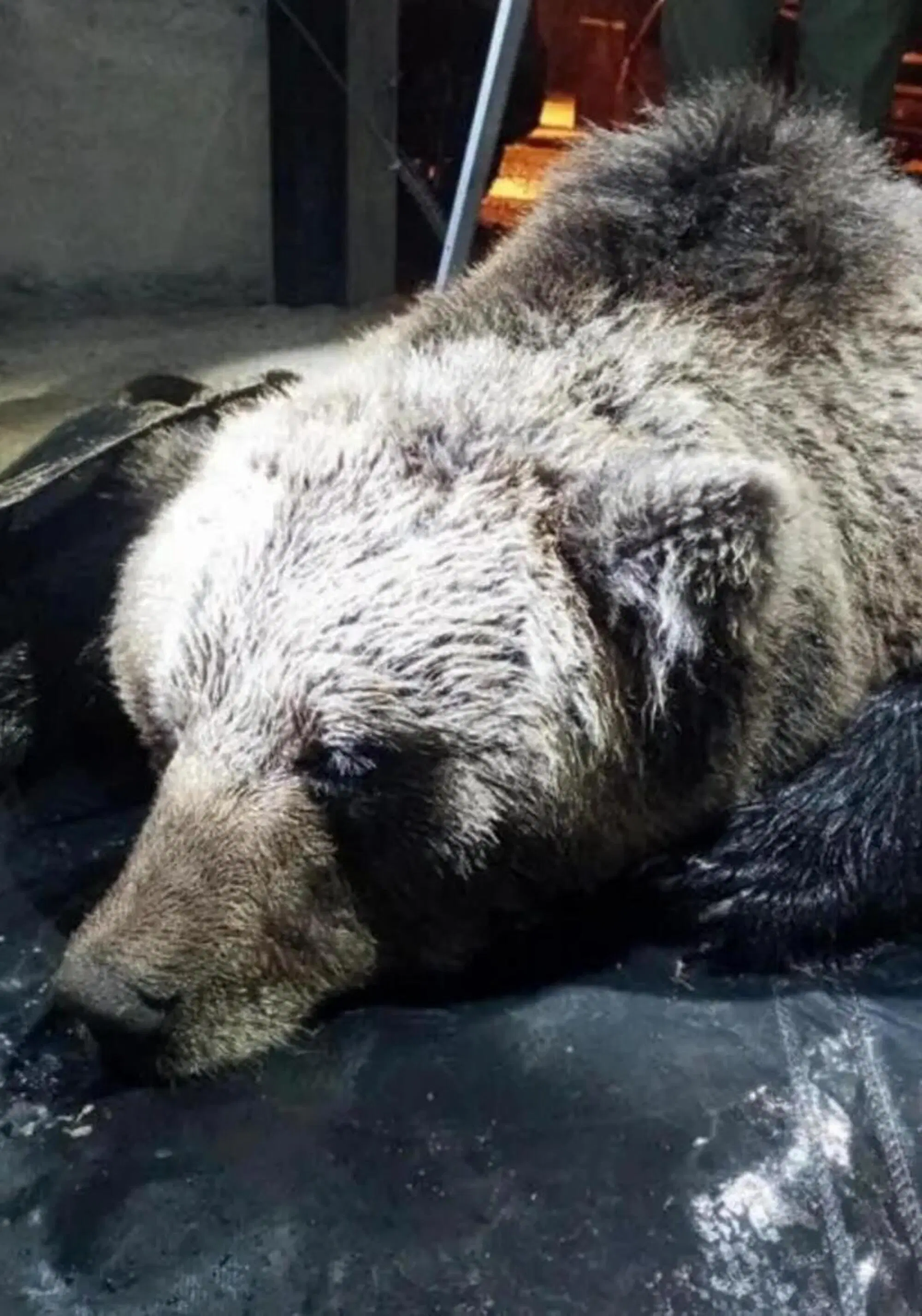 L'orso chiamato M90, ucciso