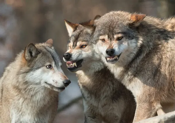 Perch&eacute; tutti credono al lupo di Chernobyl che sfida il cancro? Eppure lo studio non c'&egrave;...