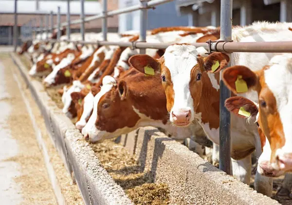 Perch&eacute; gli allevamenti intensivi sono i pi&ugrave; inquinanti e i pi&ugrave; finanziati dall'Europa "green"? E la Pianura Padana diventa una "camera a gas"...