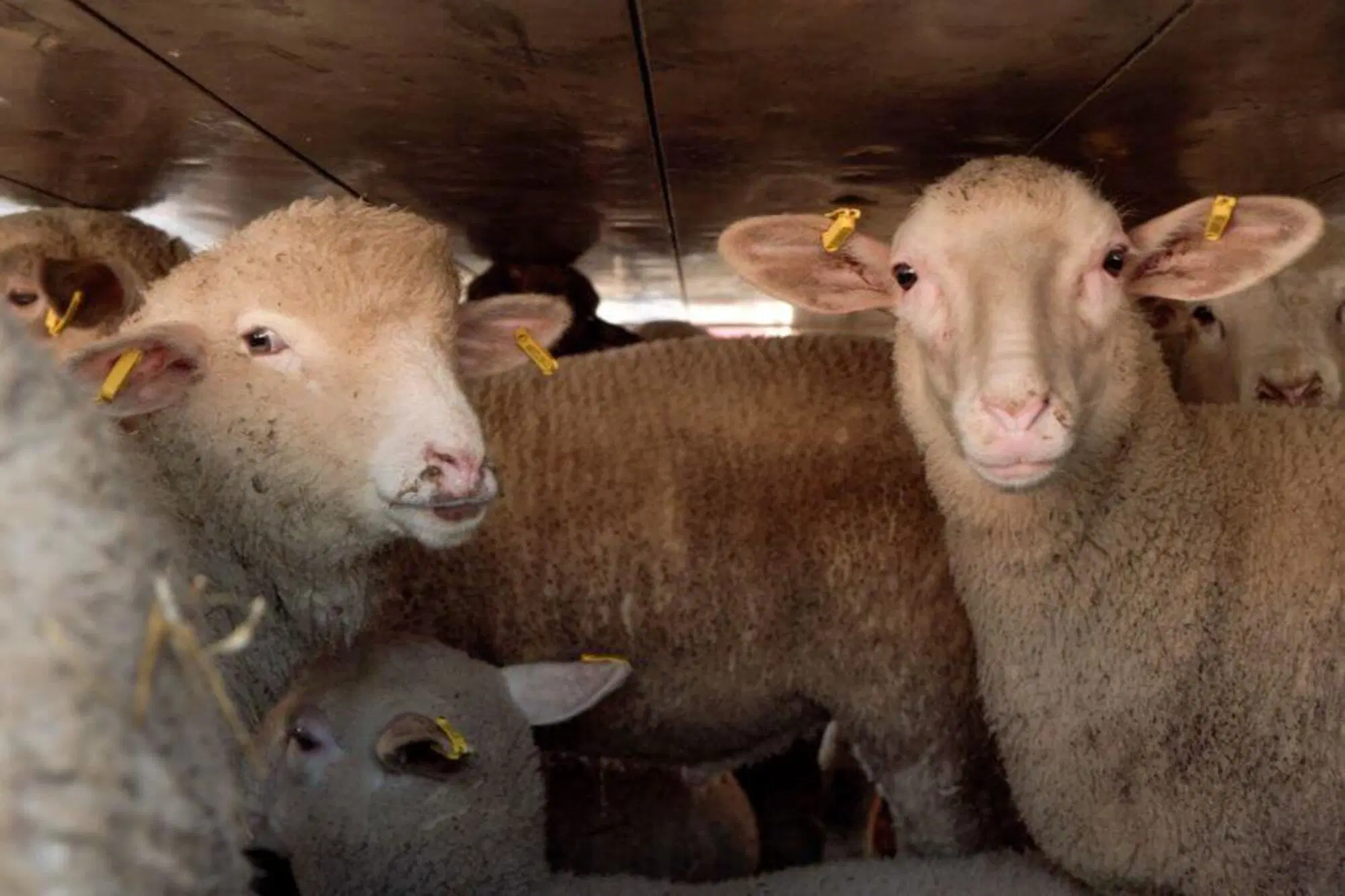 Le condizioni in cui molti animali degli allevamenti intesivi, fra cui proprio gli agnelli, vengono stipati