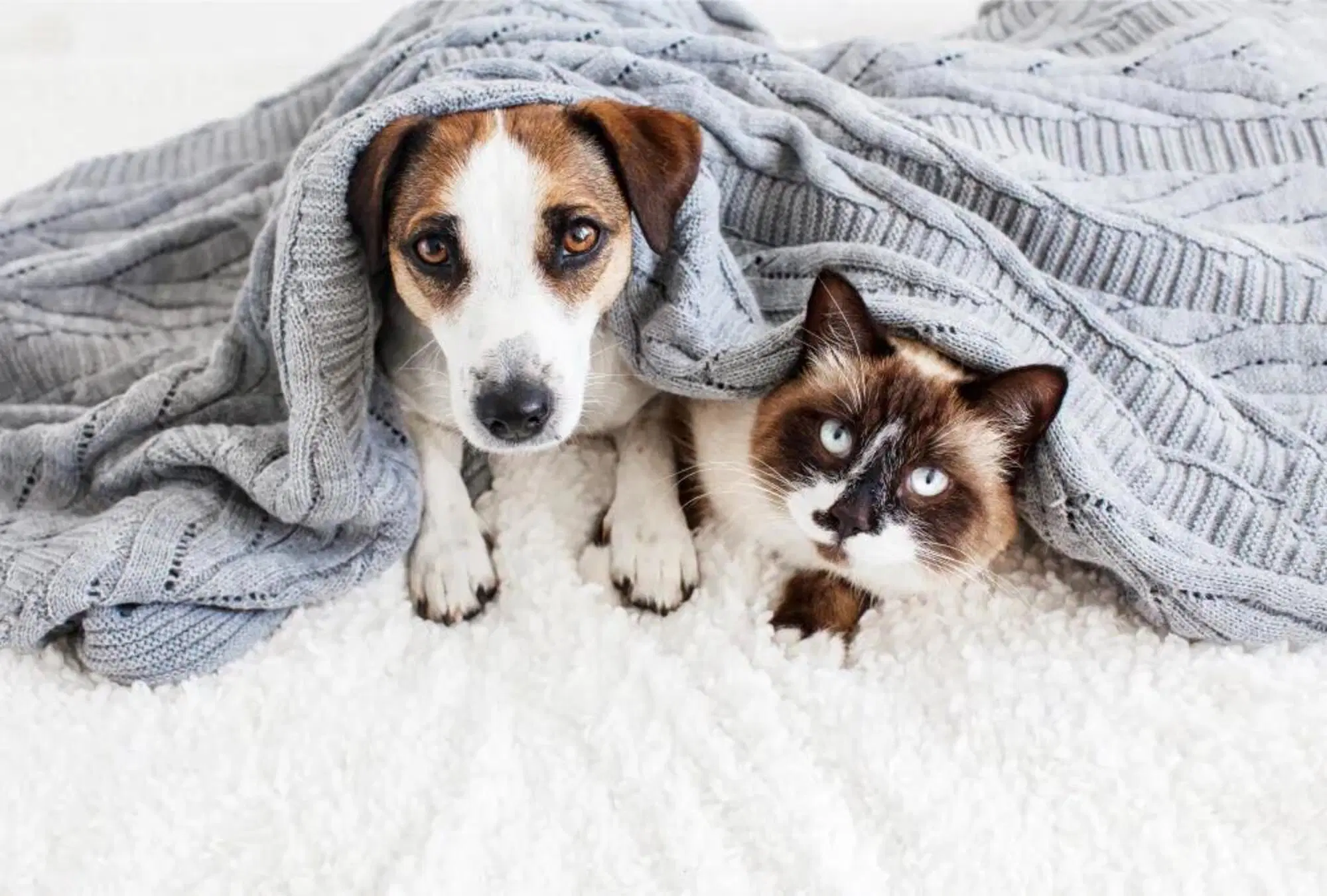 Un esempio di adorabili "Fido" e "Fuffi"