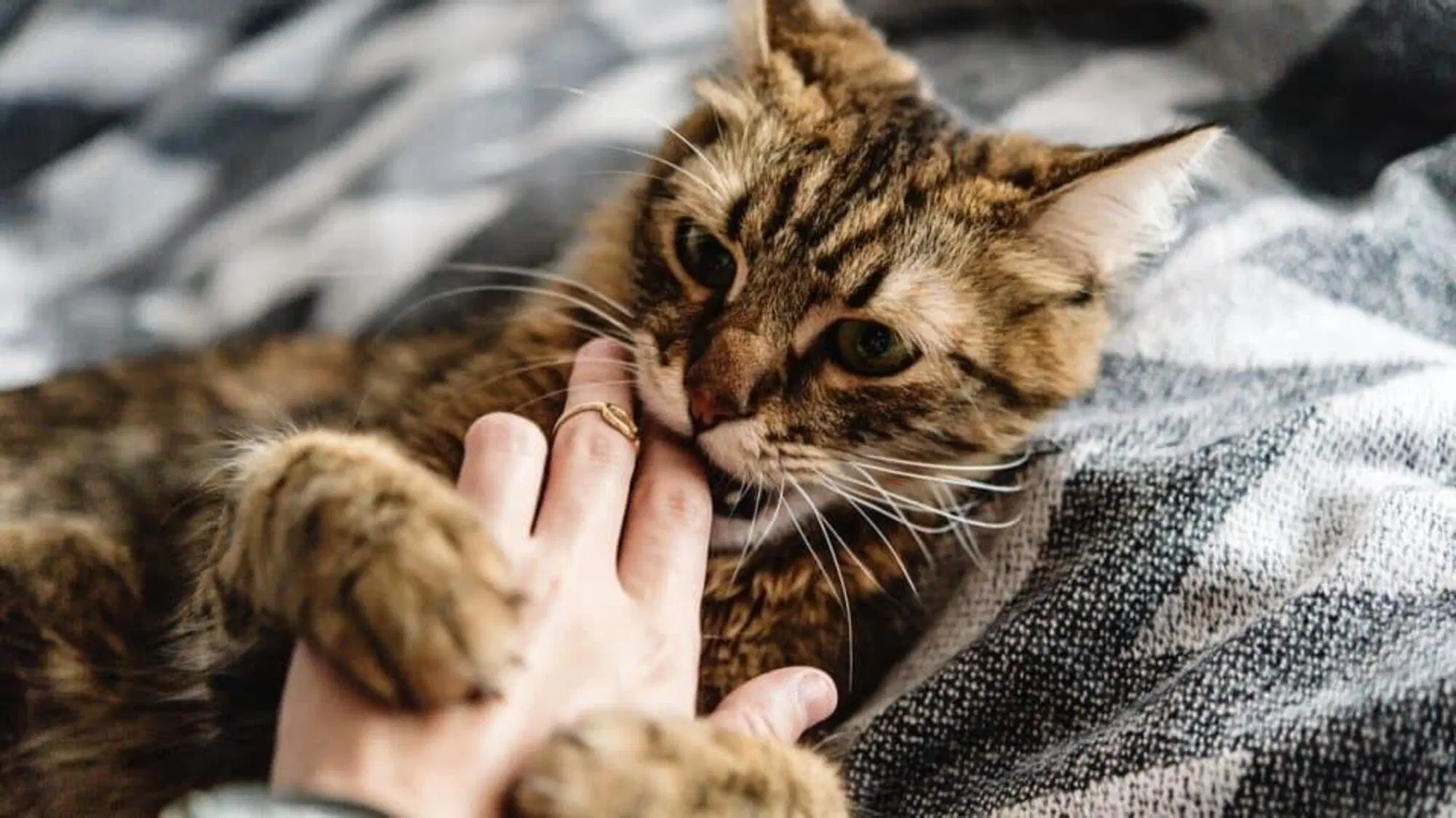 Quando il nostro animale domestico (in questo caso un gatto) mostra diffidenza
