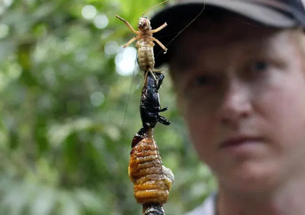 MANGIARE INSETTI FA MALE? Macch&eacute;! E non perch&eacute; lo fa Nicole Kidman: Entonote ci spiega perch&eacute; &egrave; il cibo del futuro: &ldquo;Pi&ugrave; sostenibili di una dieta vegetariana&hellip;&rdquo;: E su Coldiretti e Matteo Salvini che difendono una &ldquo;tradizione discutibile..."