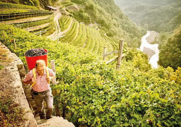 Siamo stati in Val di Cembra (Trentino) per scoprire Cembra Cantina di Montagna e i suoi vini. Ecco com'&egrave; andata la nostra visita tra i vigneti verticali