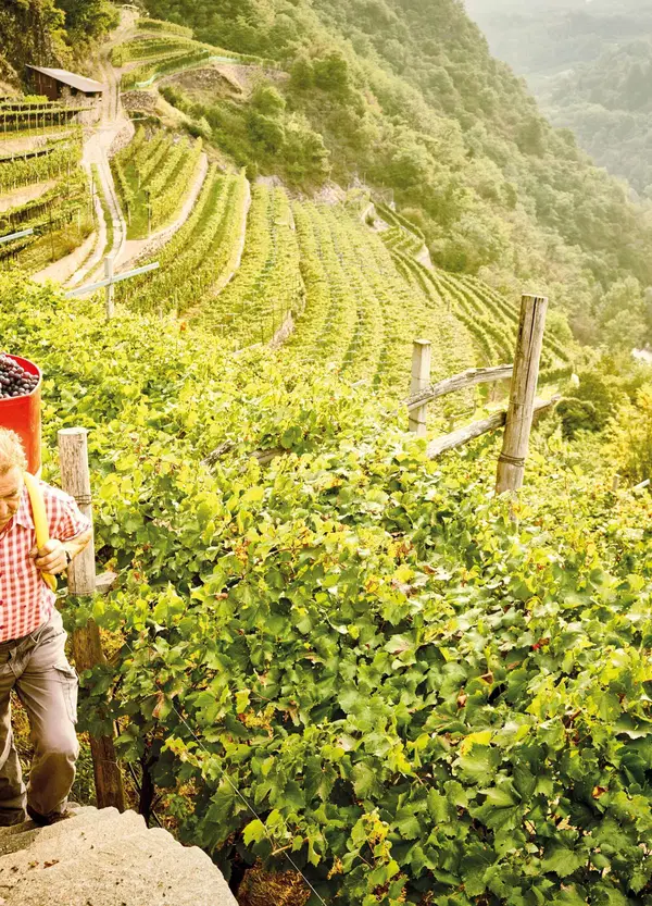 Siamo stati in Val di Cembra (Trentino) per scoprire Cembra Cantina di Montagna e i suoi vini. Ecco com'&egrave; andata la nostra visita tra i vigneti verticali