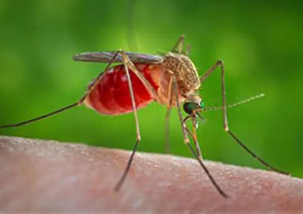 L&rsquo;APOCALISSE DELLE ZANZARE? Ma che caz*o &egrave; il virus West Nile? Ecco i sintomi e come proteggersi