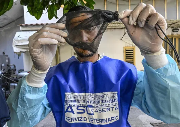 West Nile e zanzare, ma cosa c'entrano il dopobarba e il colore dei vestiti con il virus? I consigli (strani, o forse no) del virologo Pregliasco