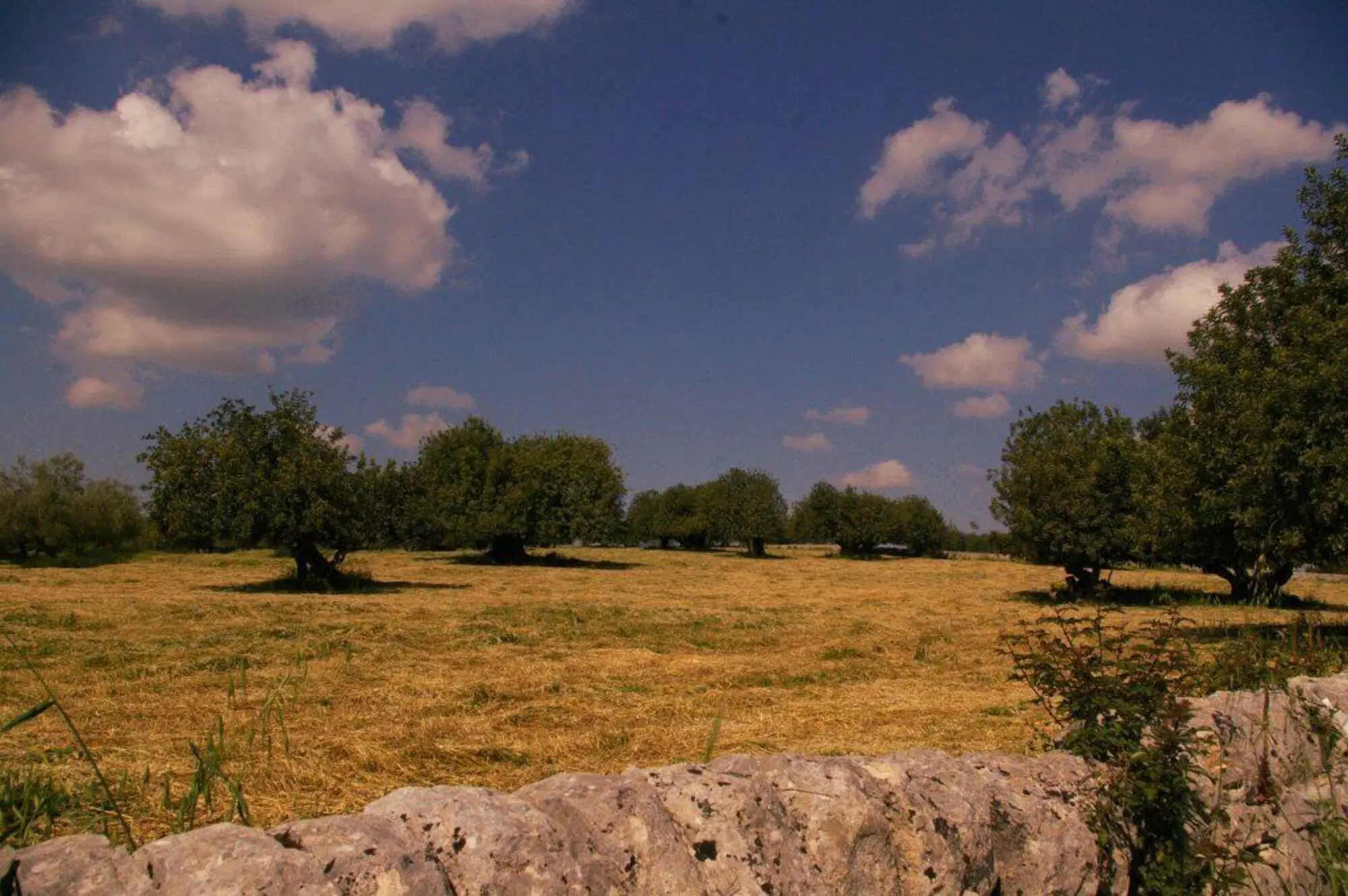 In campagna il suono delle cicale, che &egrave; il suono del silenzio