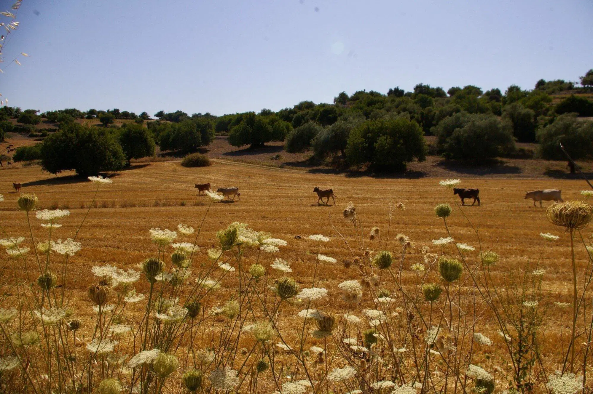 Pirainito, in Val di Noto, &egrave; un portale