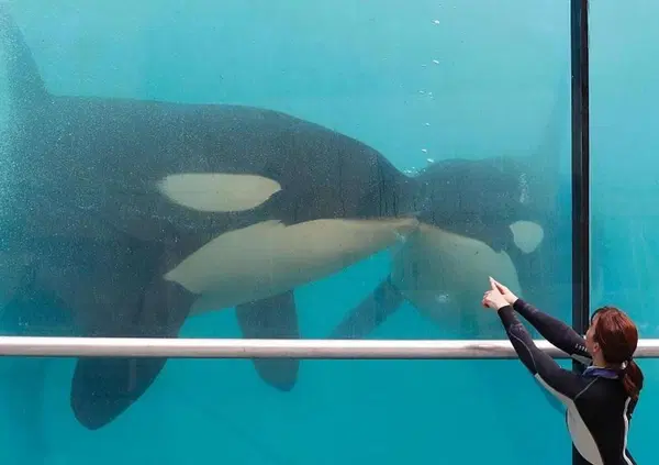Francia criminale su delfini e orche? La denuncia del fotografo Seph Lawless e il silenzio sul parco acquatico-prigione: mobilitiamoci!
