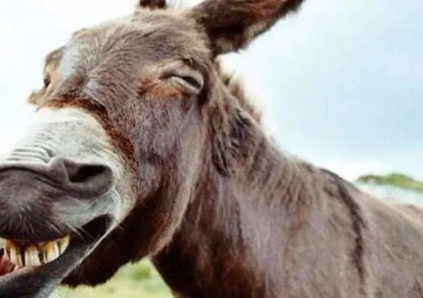 Antonio Tajani dice che il ponte serve per evacuare la Sicilia, ma come evacui senza strade e ferrovie? Fai ridere Donald Trump mentre i marocchini prendono appunti