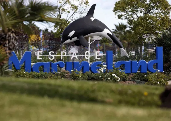 Francia criminale su delfini e orche? Michela Morellato denuncia la Francia e l&rsquo;Ue risponde