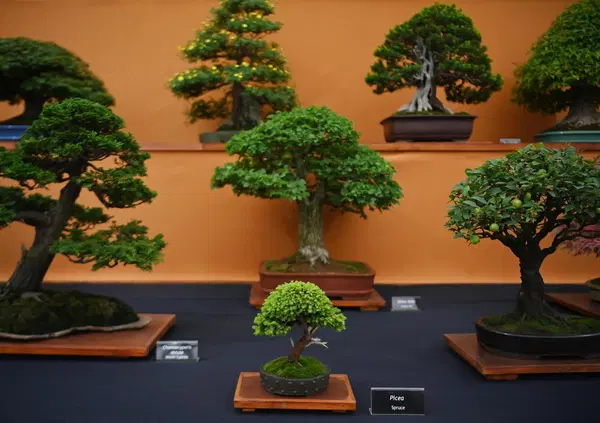 Invece di parlare della riforma Nordio, fatevi un regalo: pigliatevi un BONSAI...