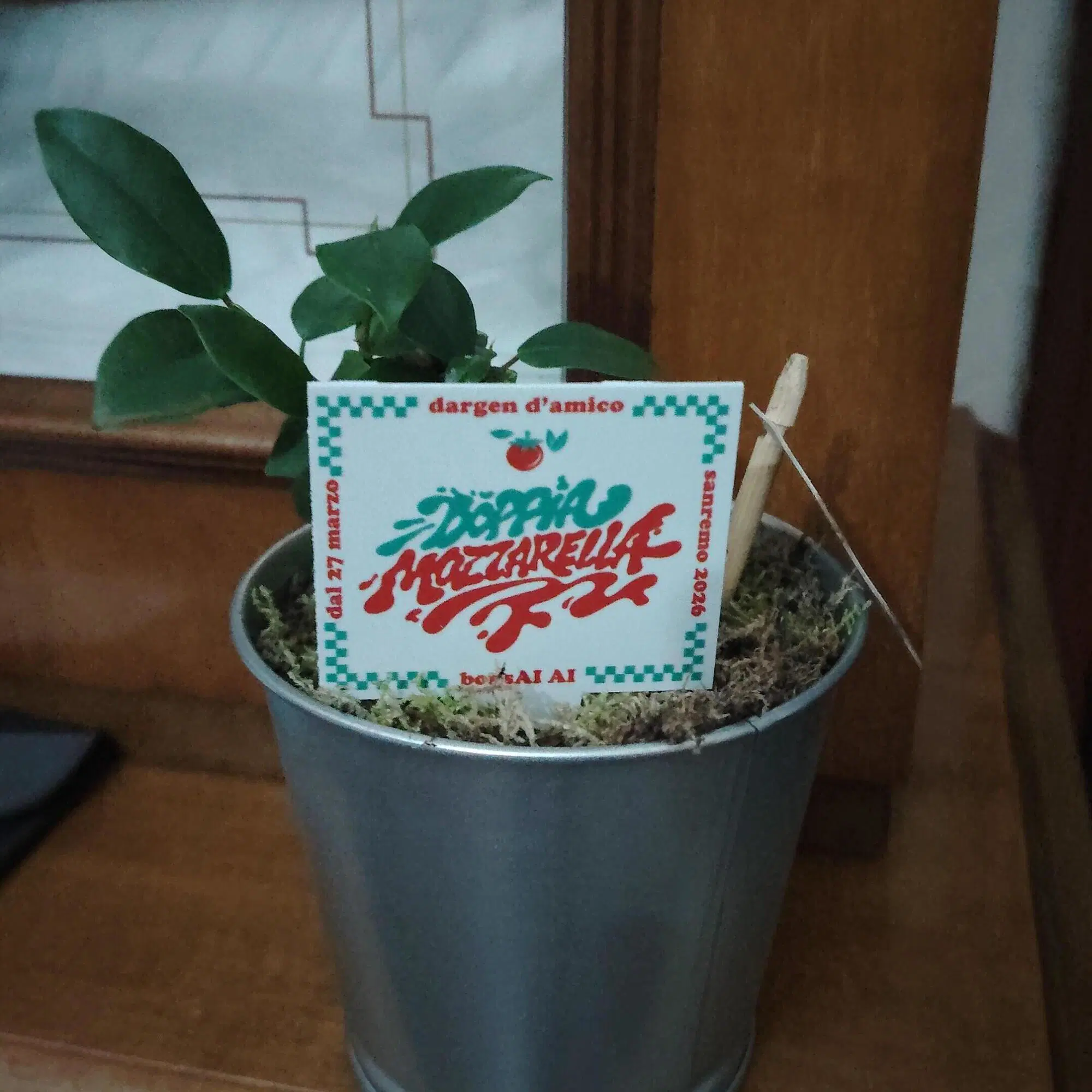 Il BONSAI che ci ha regalato Dargen