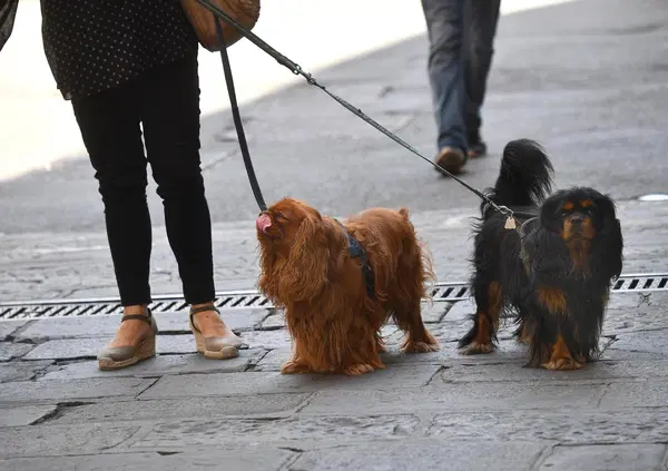 Milano inclusiva ma chi pensa davvero ai cani in citt&agrave; e nei quartieri?