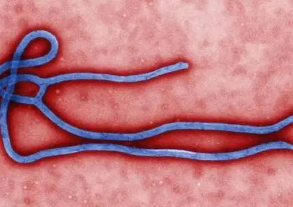 Emergenza sanitaria internazionale Ebola: esistono gi&agrave; dei vaccini? Come funzionano, i test su un nuovo prototipo sperimentale e l&rsquo;uso degli anticorpi monoclonali 