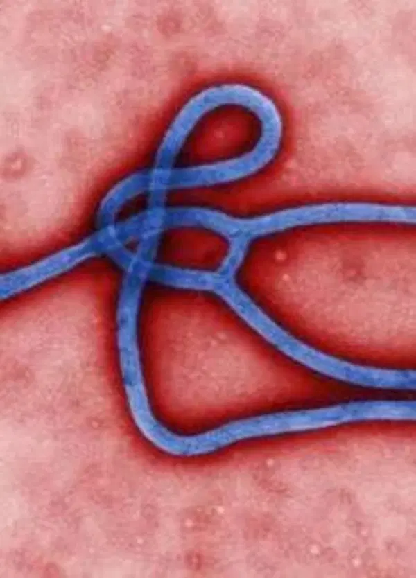 Emergenza sanitaria internazionale Ebola: esistono gi&agrave; dei vaccini? 